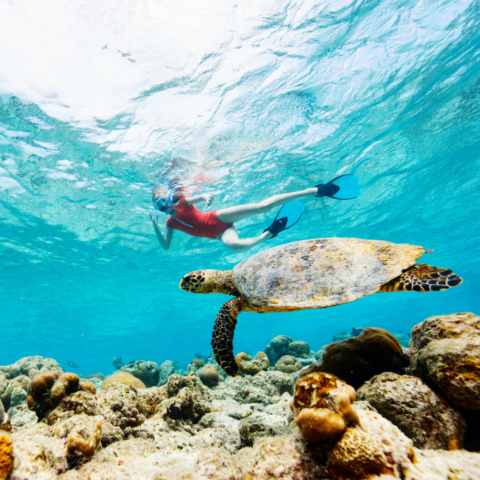 Snorkeling vs Scuba Diving: Choosing the Right Underwater Adventure for ...