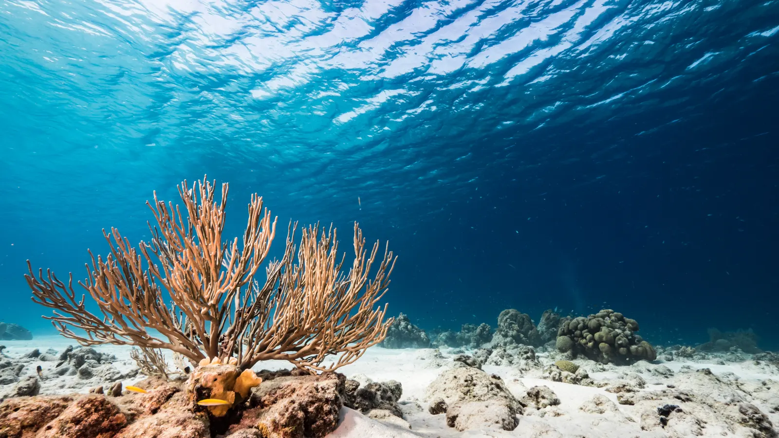 Snorkeler view of a Caribbean coral reef with sea fan in clear turquoise water
