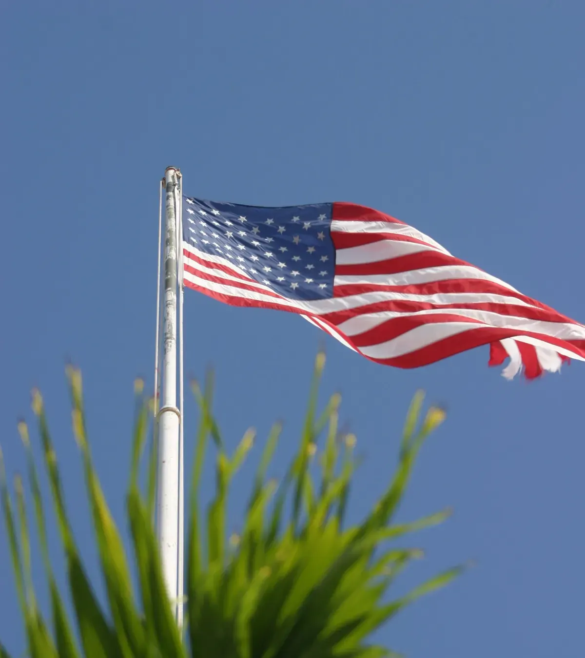 American flag flying beside a palm tree in the US Virgin Islands, a US territory
